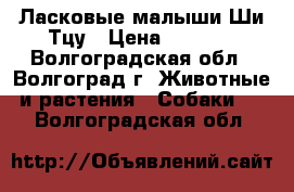 Ласковые малыши Ши-Тцу › Цена ­ 8 000 - Волгоградская обл., Волгоград г. Животные и растения » Собаки   . Волгоградская обл.